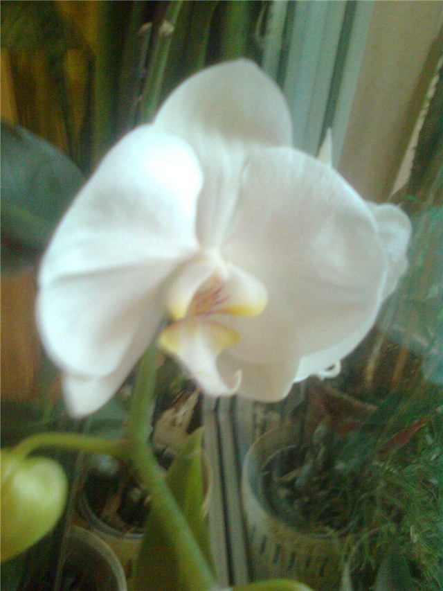 bjela orhidea